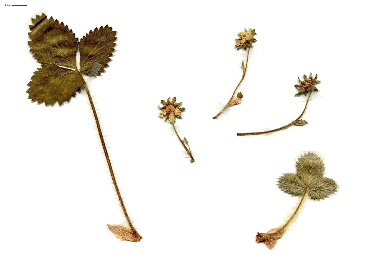 Potentilla micrantha (Rosaceae)